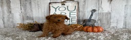 Toy Poodle dogs for sale: Penny - Ad 12