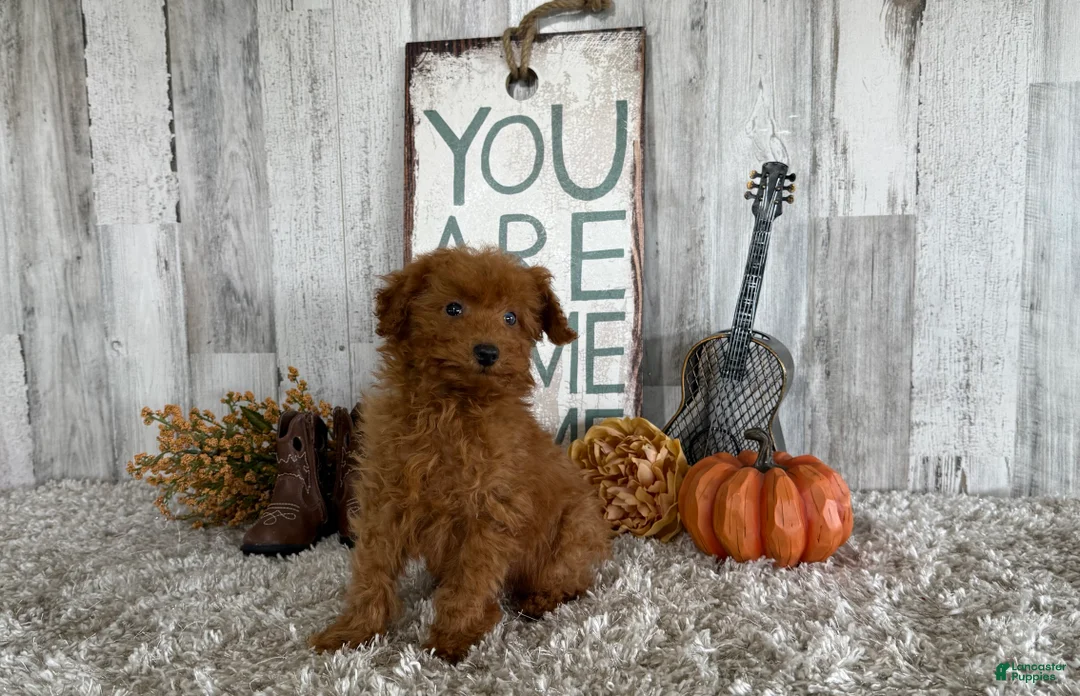 Toy Poodle dogs for sale: Polly - Ad 15