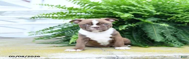 Snickerdoodle