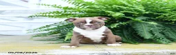 Boston Terrier dogs for sale: Snickerdoodle - Ad 1