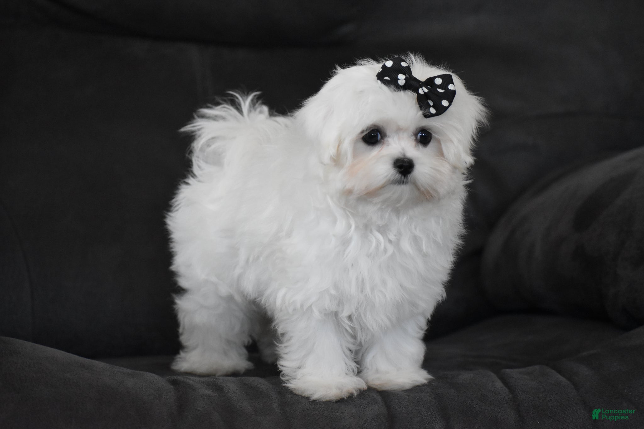 Maltese dogs Alice - Ad 2
