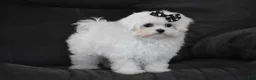 Maltese dogs for sale: Alice - Ad 2