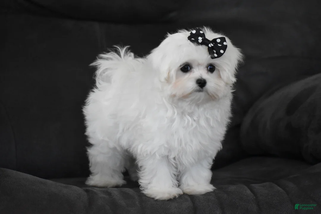 Maltese dogs for sale: Alice - Ad 2