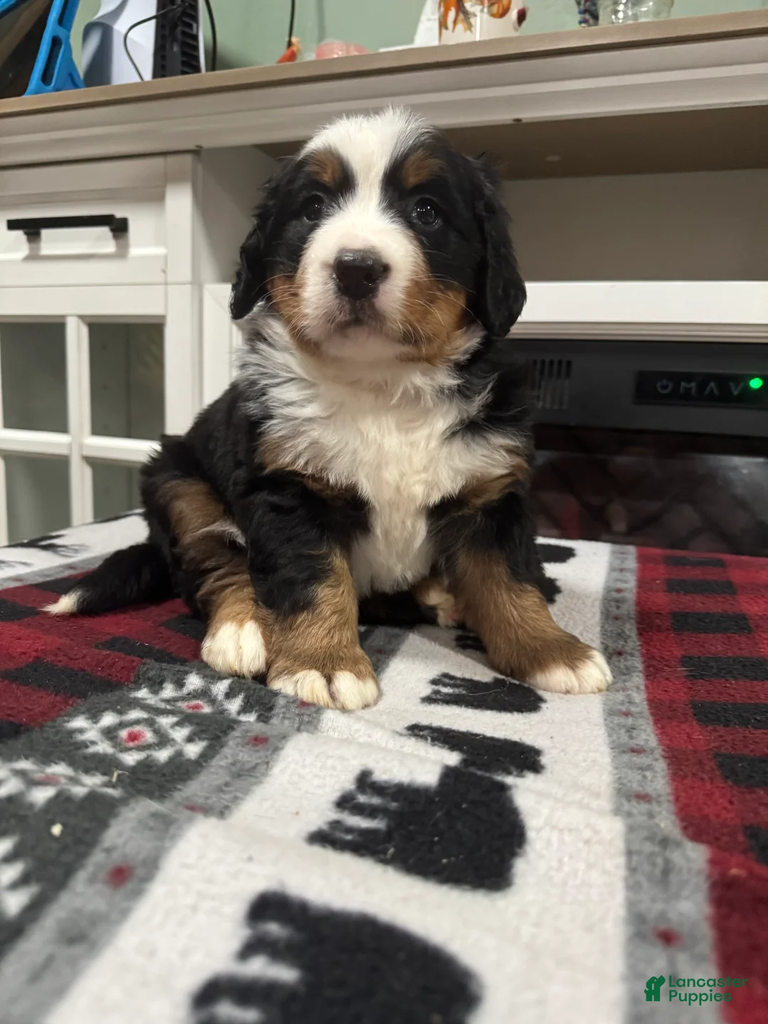 Bernese Mountain Dog dogs for sale: Sassy - Ad 3