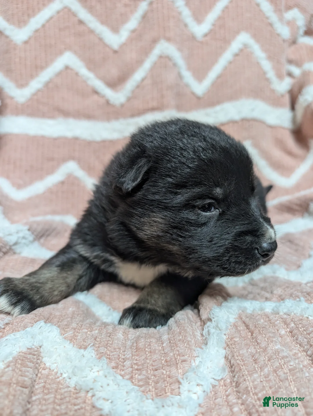 Gerberian Shepsky dogs for sale: Mia - Ad 3