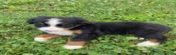 Bernese Mountain Dog dogs for sale: Finn - Ad 7