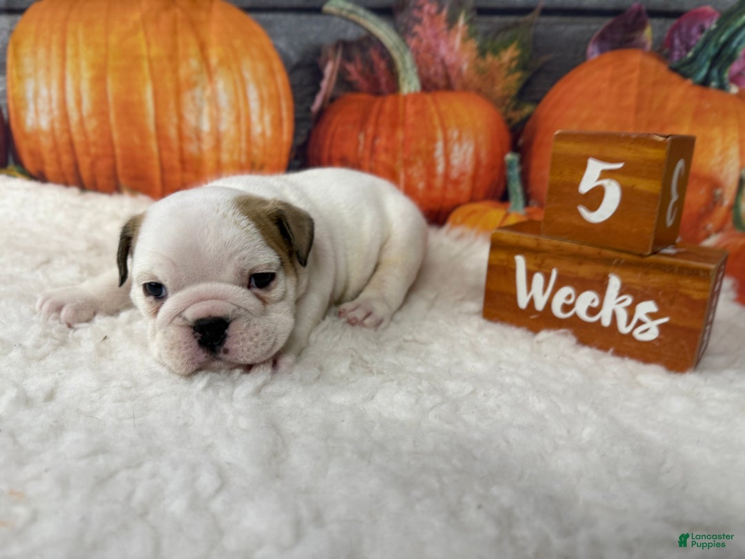 English Bulldog dogs for sale: Bruno - Ad 2