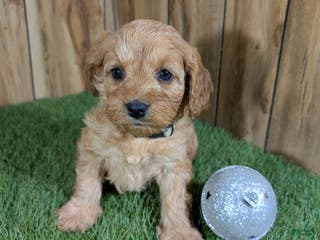 Cavapoo dogs Milly Girl 2 - Ad 9
