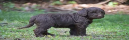 Portuguese Water Dog dogs for sale: Miley - Ad 9