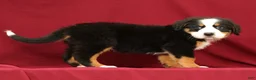 Bernese Mountain Dog dogs for sale: Fern - Ad 4