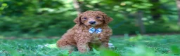 Goldendoodle dogs for sale: Gus - Ad 3