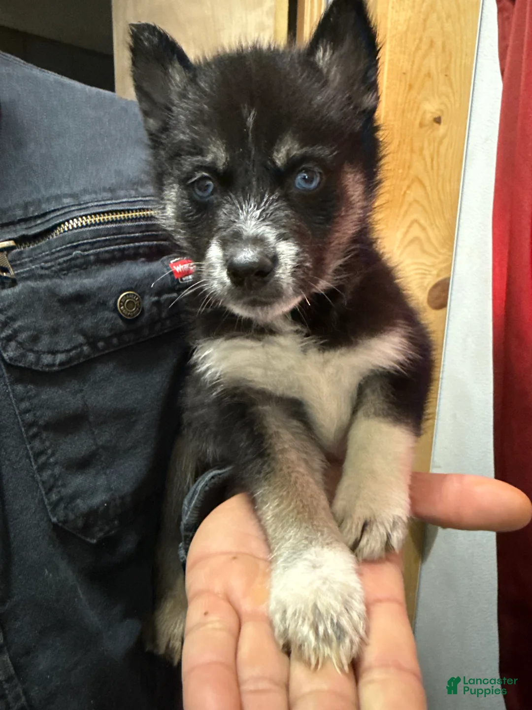 Gallery Image {{count}}