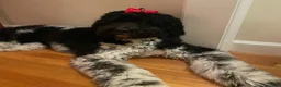 Mixed Breed dogs for sale: Kilo - Ad 2