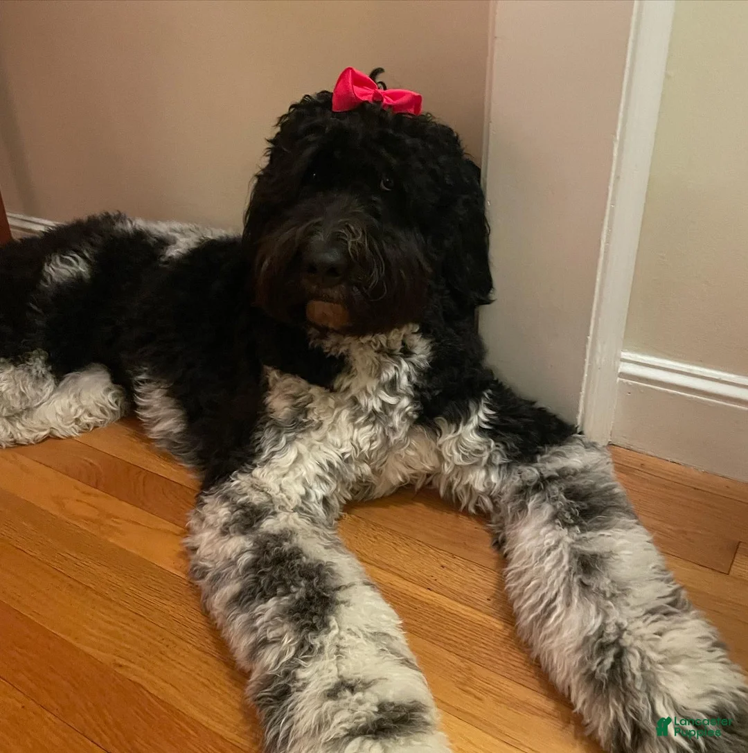 Mixed Breed dogs for sale: Kilo - Ad 2