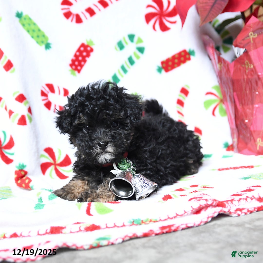 Maltipoo dogs for sale: Santa   - Ad 3