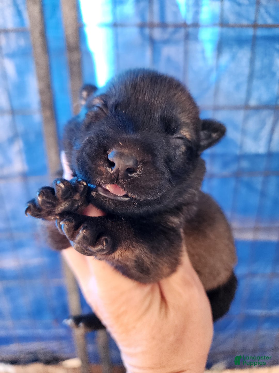 Belgian Malinois dogs for sale: Sascha Dark F - Ad 1