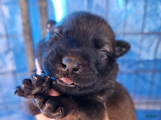 Belgian Malinois dogs Sascha Dark F - Ad 3