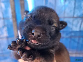 Belgian Malinois dogs Sascha Dark F - Ad 3