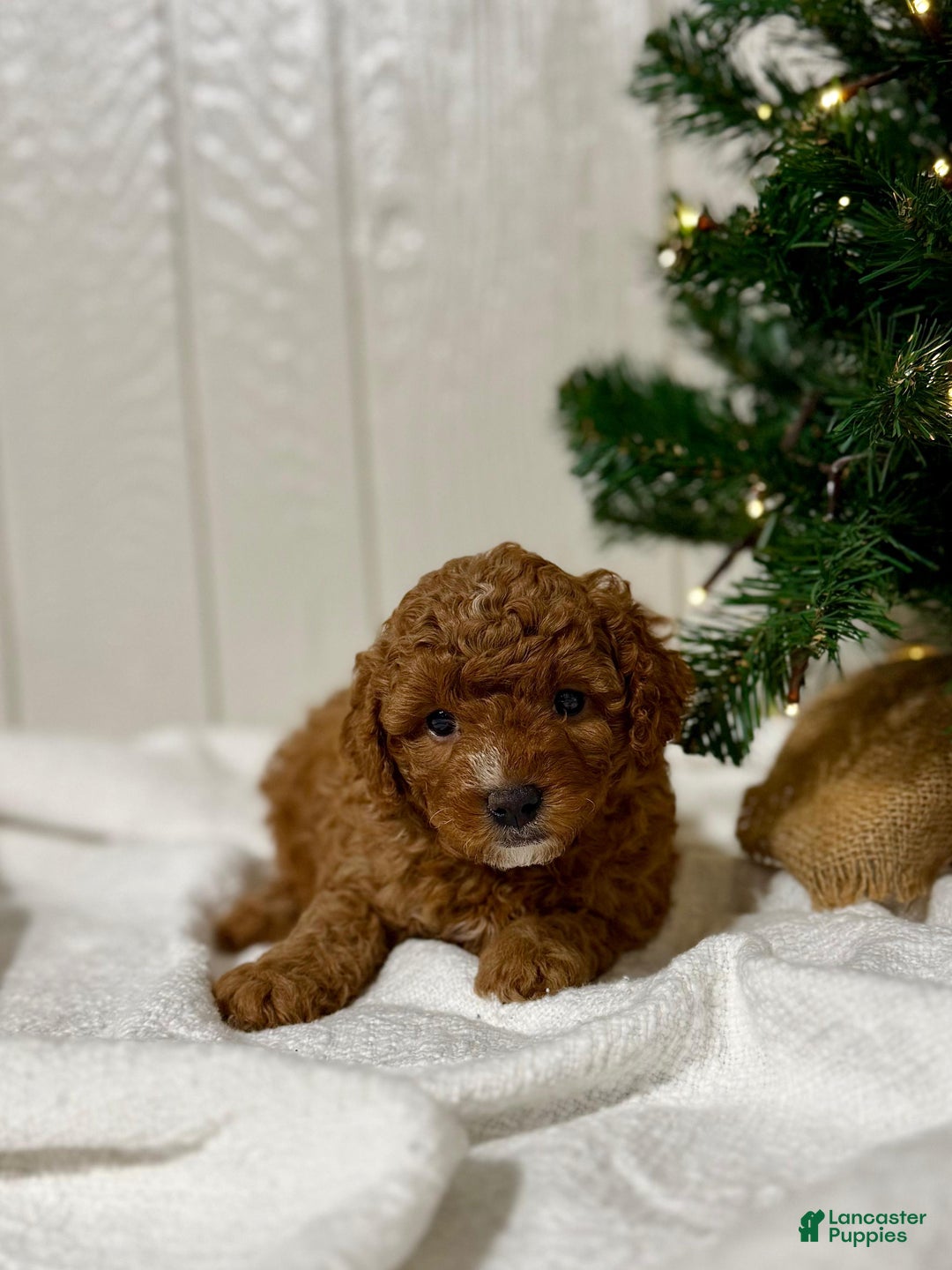 Mini Goldendoodle dogs for sale: Eve - Ad 2