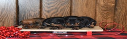 Miniature Pinscher dogs for sale: Annie - Ad 5