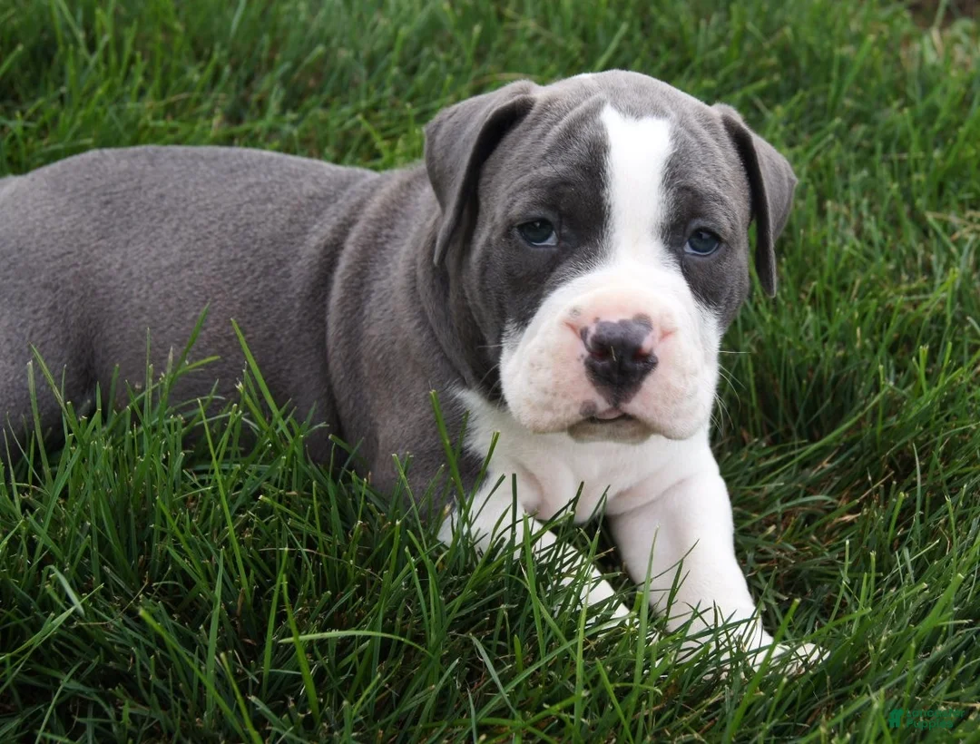 Olde English Bulldogge dogs for sale: Pepsi - Ad 1