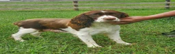 English Springer Spaniel dogs for sale: Carmen - Ad 7