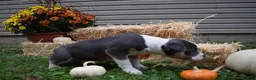 American Bully dogs for sale: American Bully 5 - Ad 14
