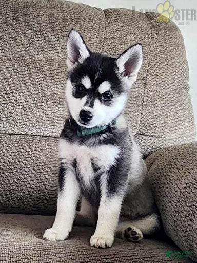 Gallery Image {{count}}