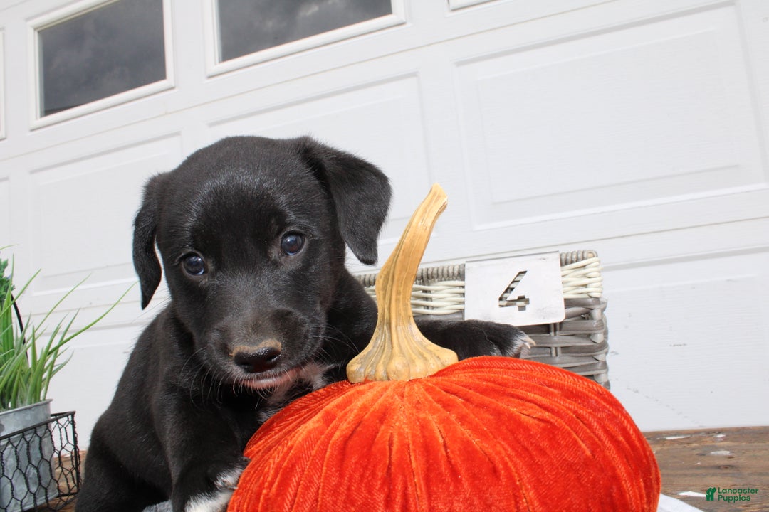 Adorable Goldador Puppies for sale Lancaster Puppies