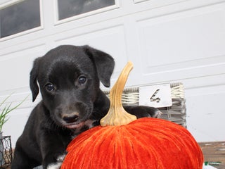 Goldador dogs - Ad 6