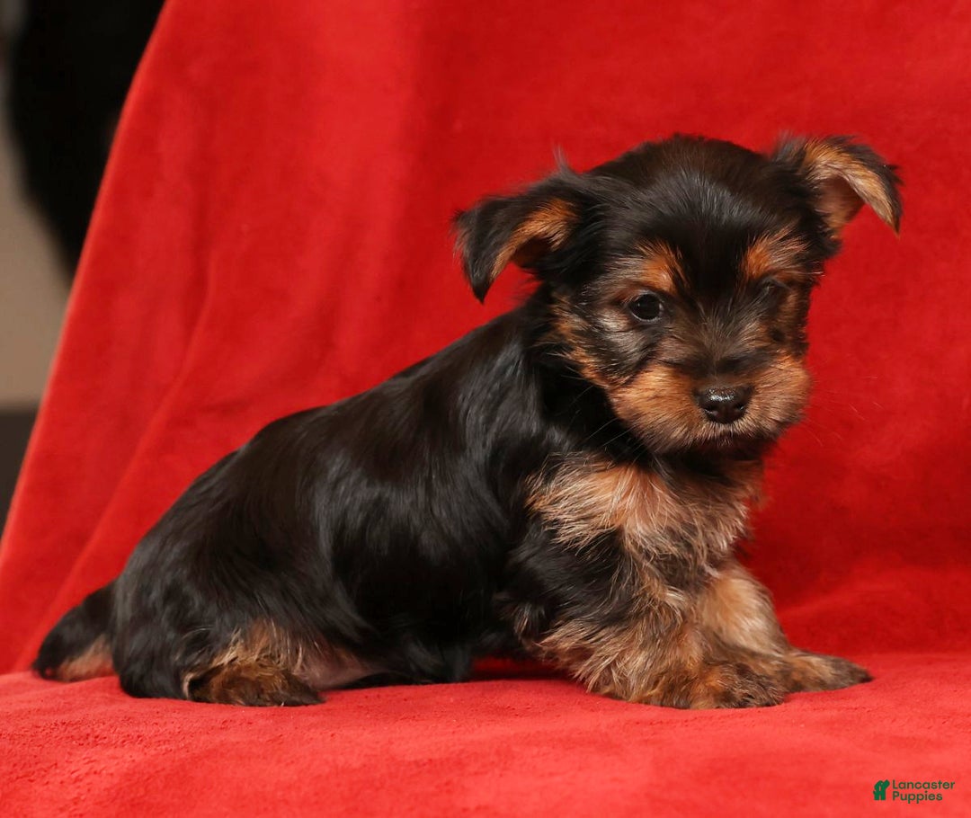 Yorkshire Terrier dogs for sale: Carmel - Ad 7