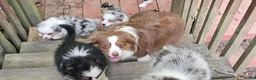 Miniature Australian Shepherd dogs for sale: Bread - Ad 6