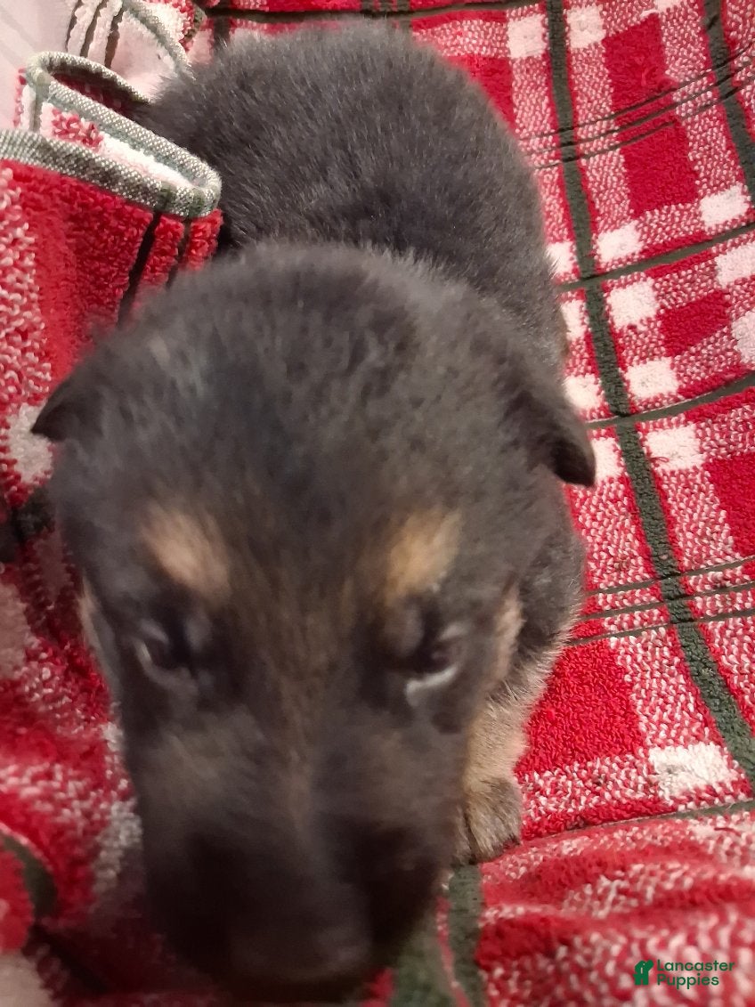 German Shepherd dogs Boy 3  - Ad 40