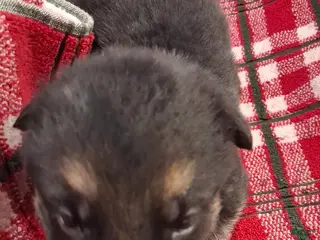 German Shepherd dogs Boy 3 - Ad 40