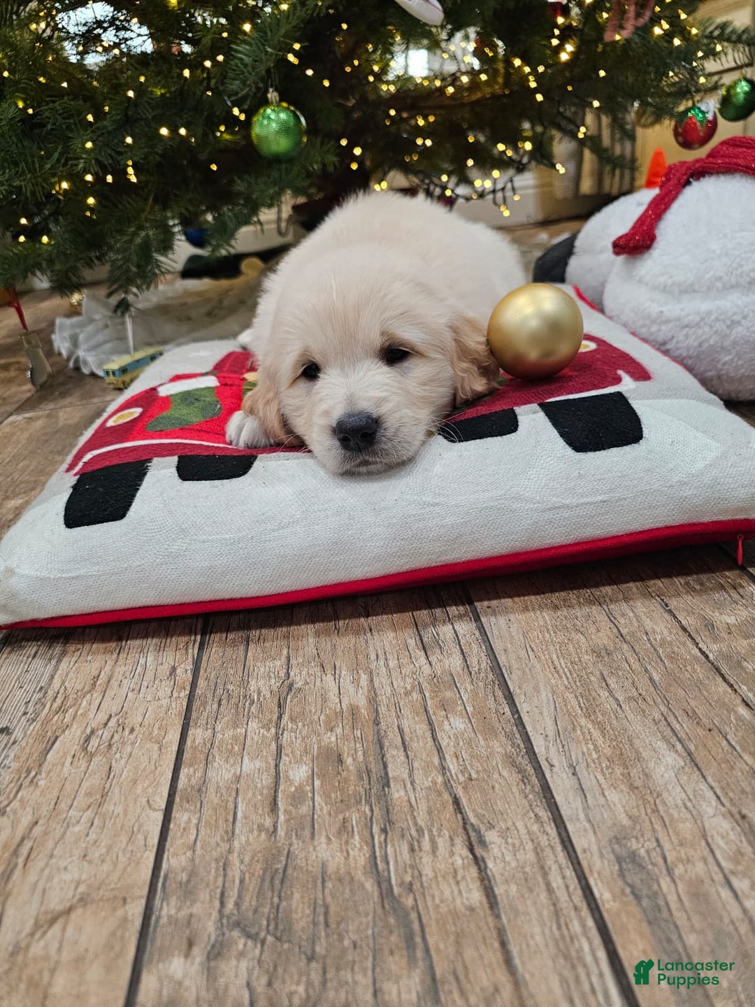 Golden Retriever dogs for sale: Golden Retriever Puppy 4 - Ad 40