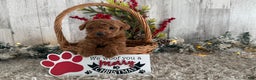 Cavapoo dogs for sale: Saint - Ad 2
