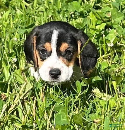 Beagle dogs Beagle 1 - Ad 1