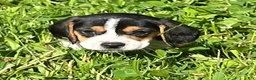 Beagle dogs for sale: Beagle 1 - Ad 8