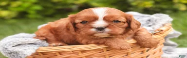 Faith Cavalier King Charles Spaniel 