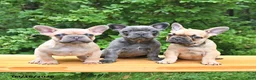 French Bulldog dogs for sale: Boone - Ad 5