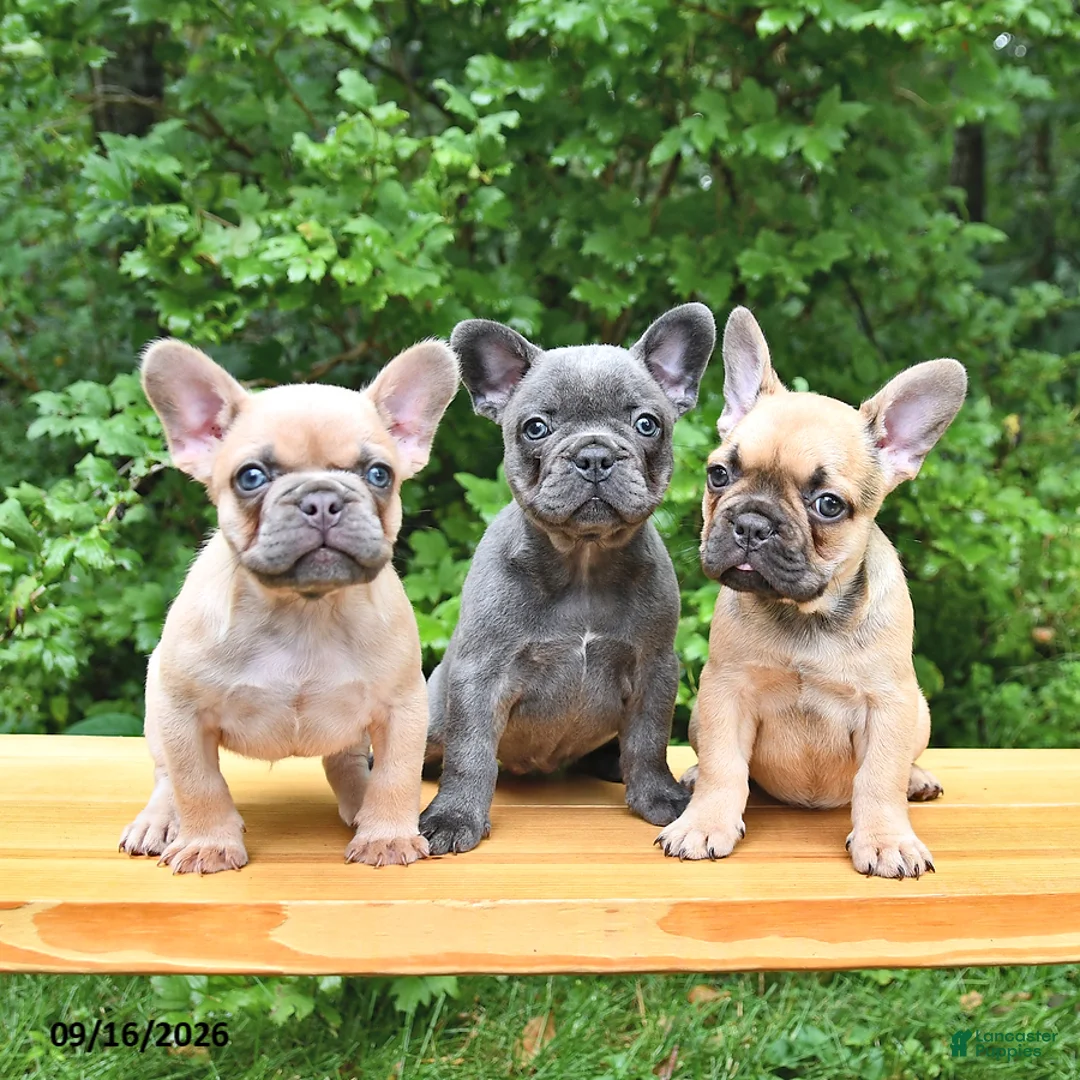 French Bulldog dogs for sale: Boone - Ad 5