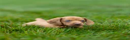 Miniature Dachshund dogs for sale: Mylan Miniature Dachshund  - Ad 15