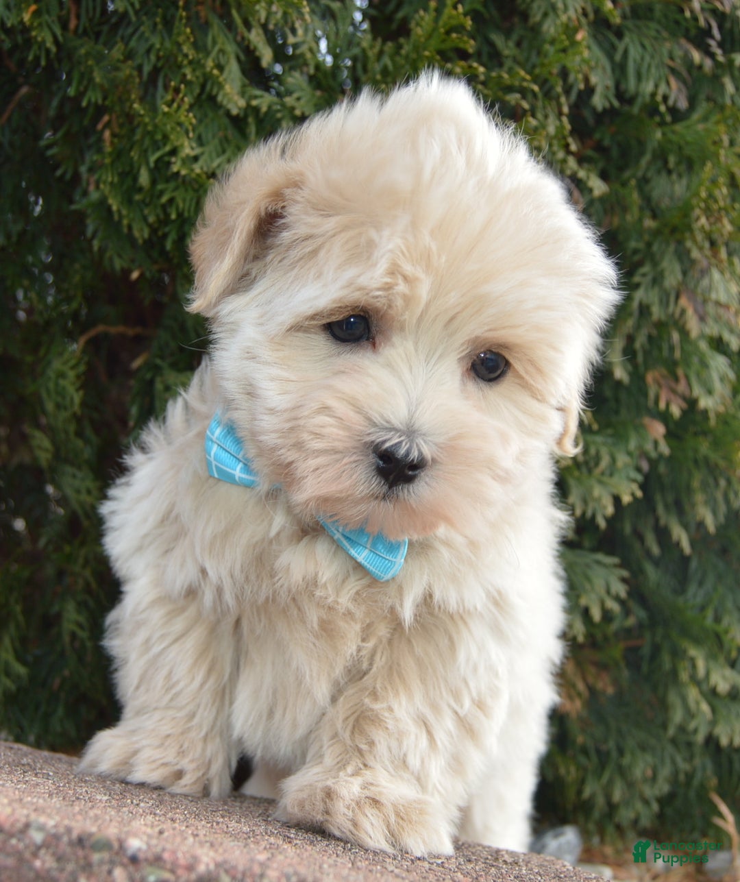 Maltipoo dogs for sale: Max - Ad 11