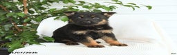 German Shepherd dogs for sale: Kayla - Ad 3