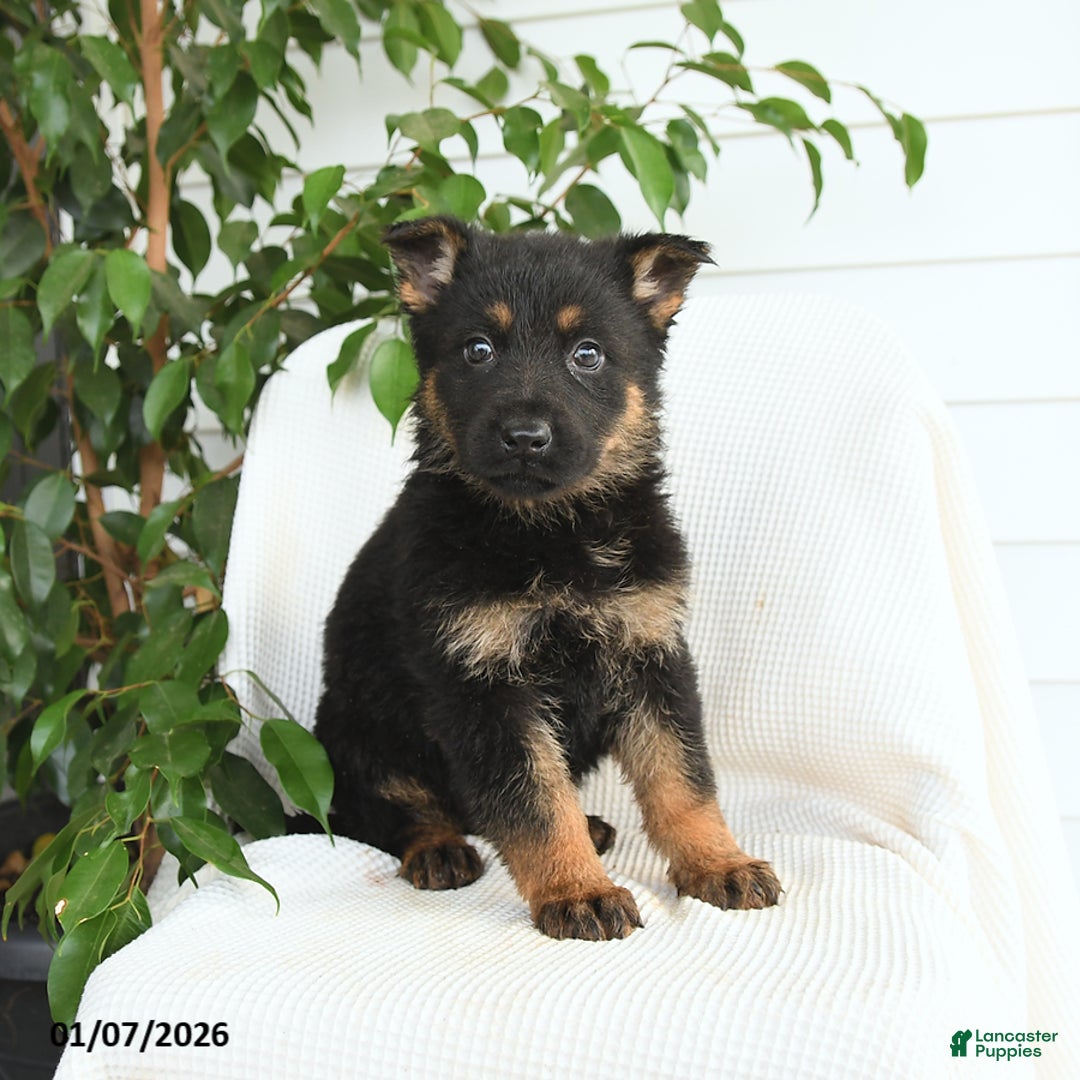German Shepherd dogs for sale: Kayla - Ad 3