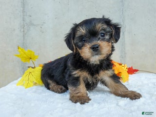 Yorkiepoo dogs - Ad 23