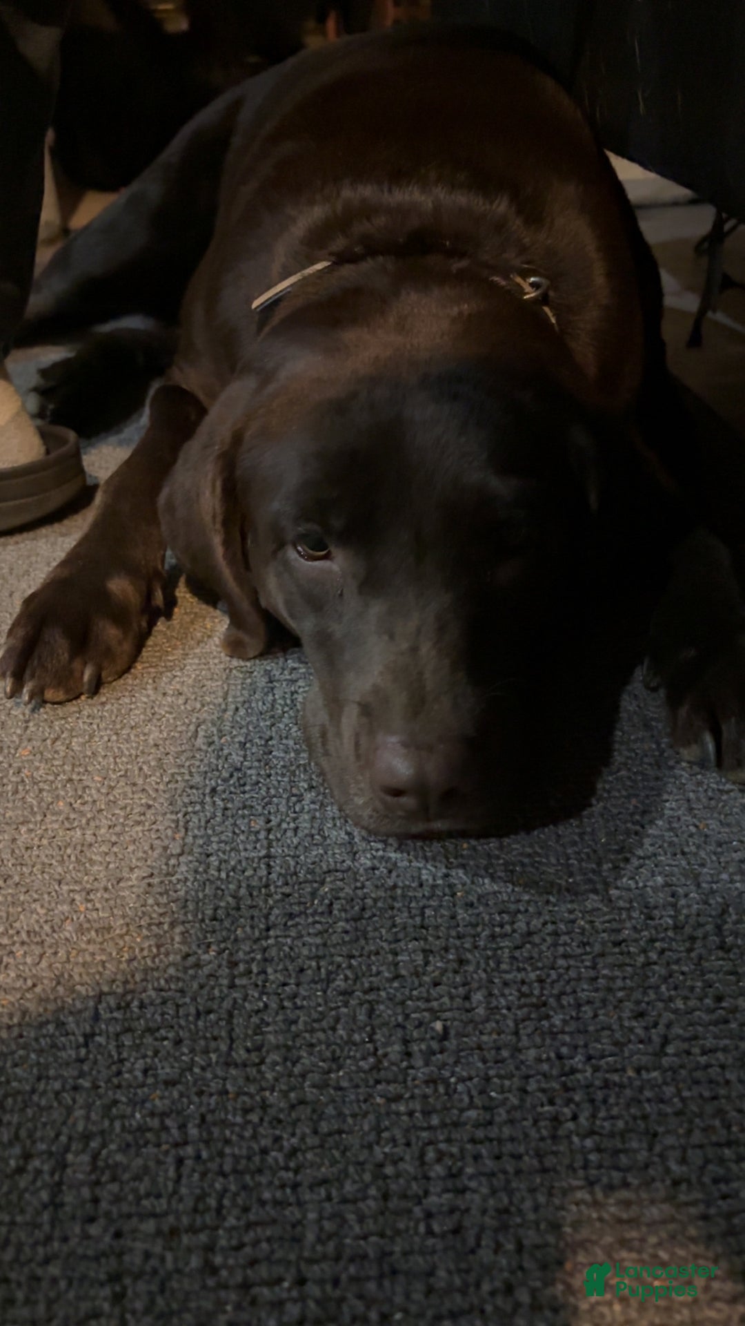 Labrador Retriever dogs for sale: Labrador Retriever Puppy 1 - Ad 3