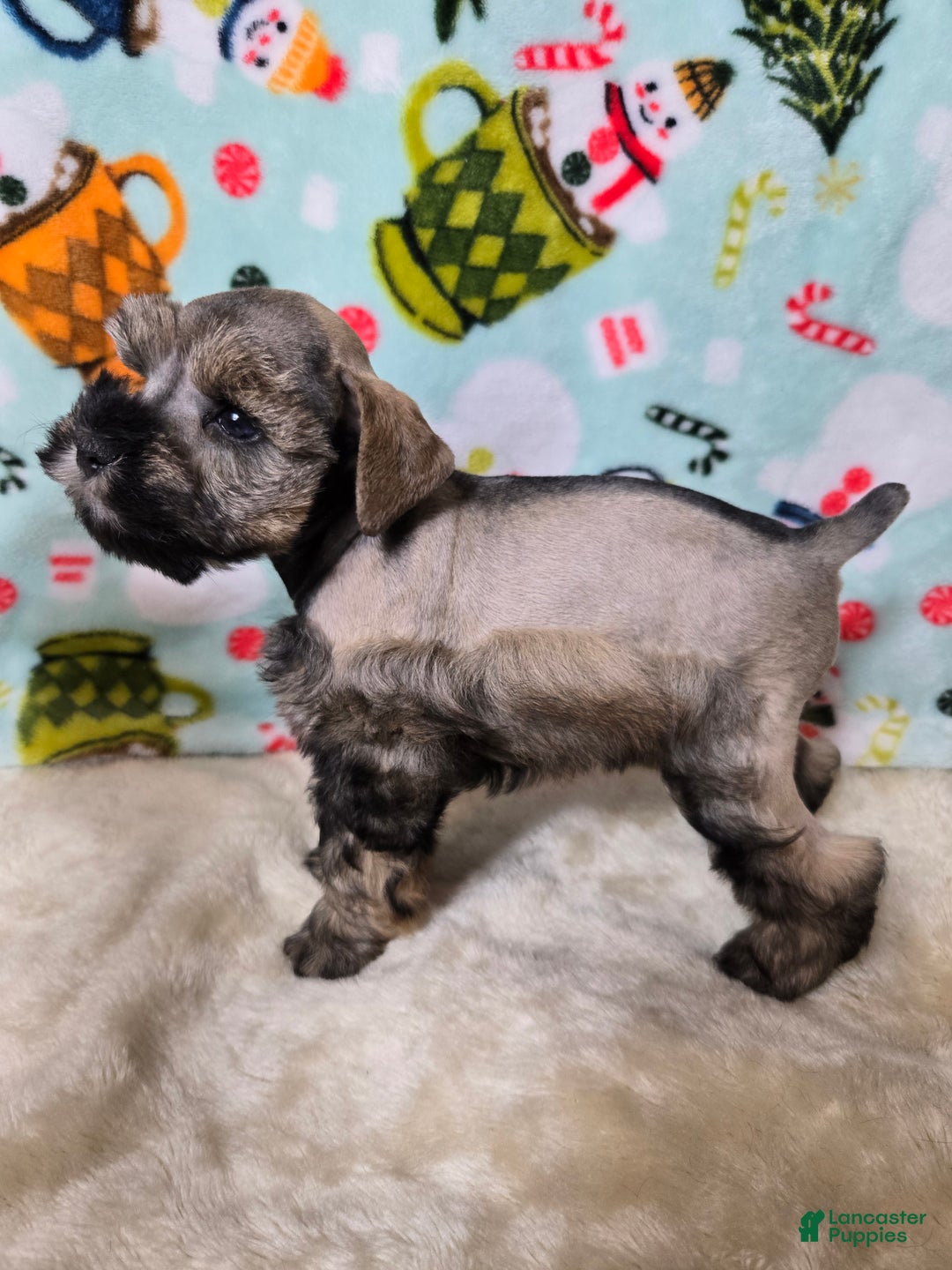 Miniature Schnauzer dogs for sale: Mike Wazowski - Ad 2