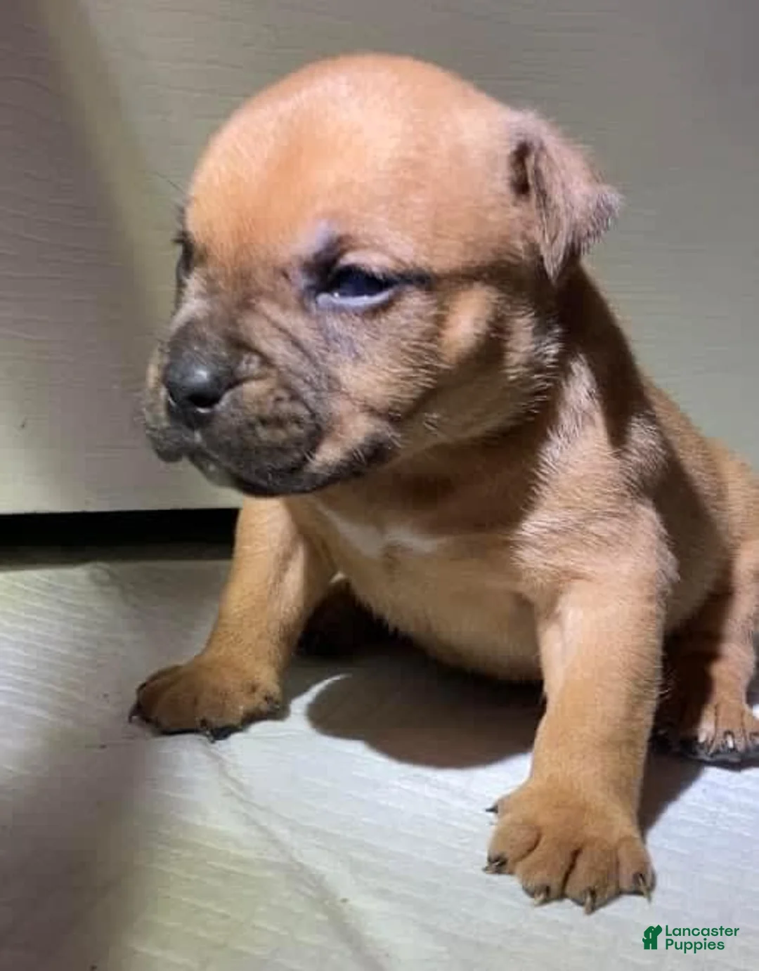 Gallery Image {{count}}