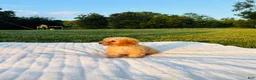 Bichpoo dogs for sale: Finn - Ad 3